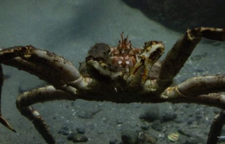 Close-up of a king crab underwater at an aquarium, Alesund, Norway