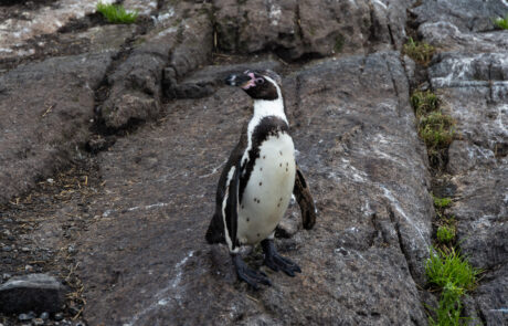 Single penguin standing on a rocky enclosure at an aquarium, Alesund, Norway