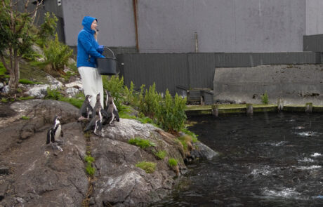 Keeper feeding penguins beside a pond at an aquarium, Alesund, Norway