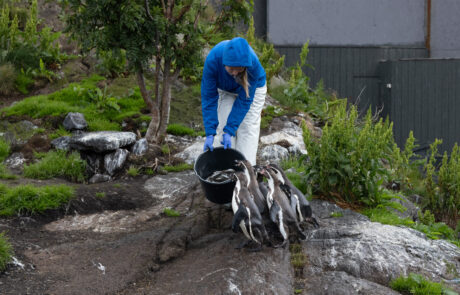 Keeper feeding penguins with a bucket on a rocky enclosure at an aquarium, Alesund, Norway