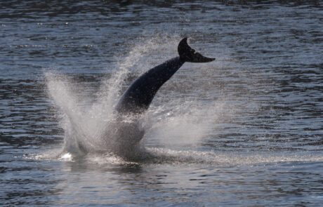 Dolphin Delle leaping high out of the water with a dramatic splash