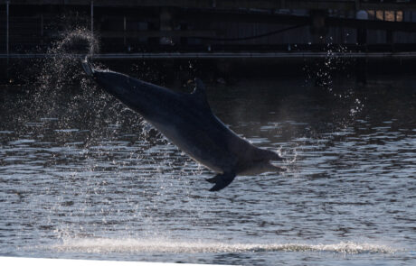 Dolphin Delle leaping high out of the water with a splash at Travemuende