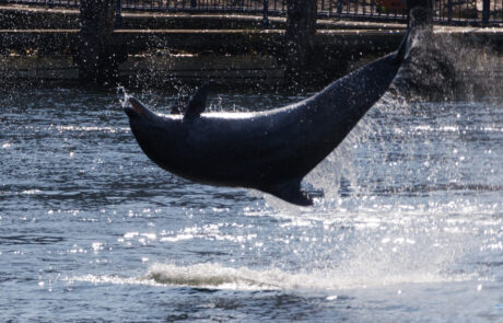 Dolphin Delle leaping high out of the water with a big splash at Travemuende