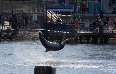 Dolphin Delle leaping out of the water with spectators watching from a platform at Travemuende