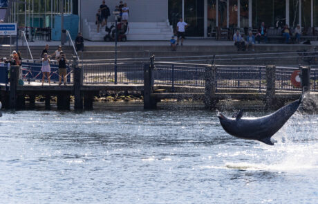 Dolphin Delle leaping out of the water with spectators watching from a platform at Travemuende