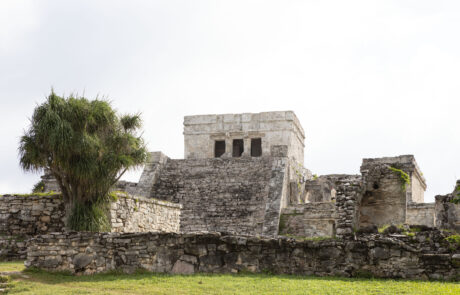 Mayan stone temple ruins with a tree growing beside them, Tulum