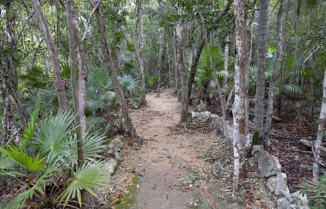 Sandy path winding through dense jungle vegetation