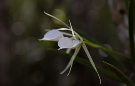White orchid-like flower blooming in the forest
