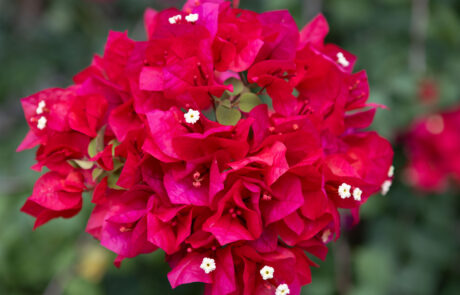 Close-up of vivid pink bougainvillea flowers