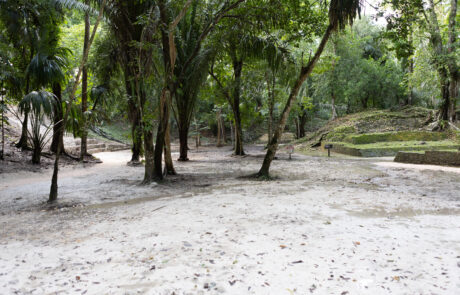 Sandy jungle path lined with palm trees at the Lamanai ruins site