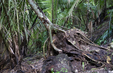 Tangled jungle roots and palm fronds at the Lamanai ruins site